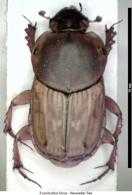 euoniticellus_fulvus_hab.jpg