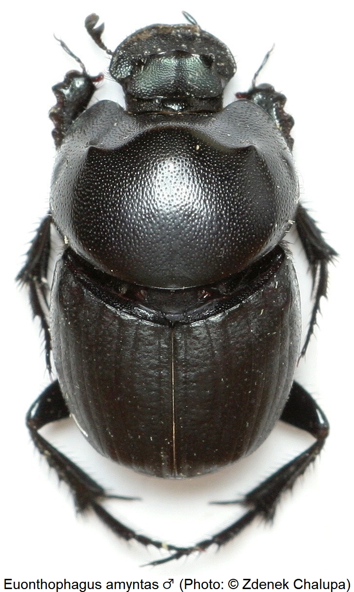 euonthophagus_amyntas_m_hab.jpg