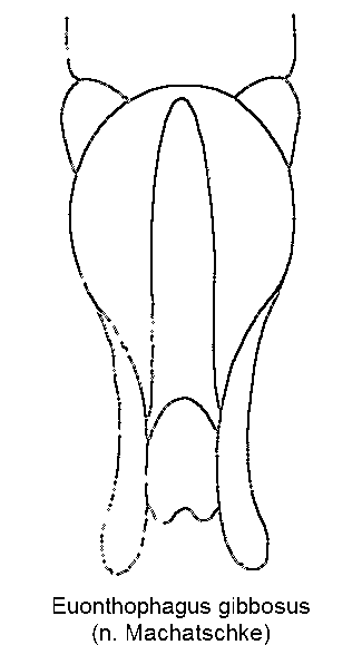 euonthophagus_gibbosus.gif