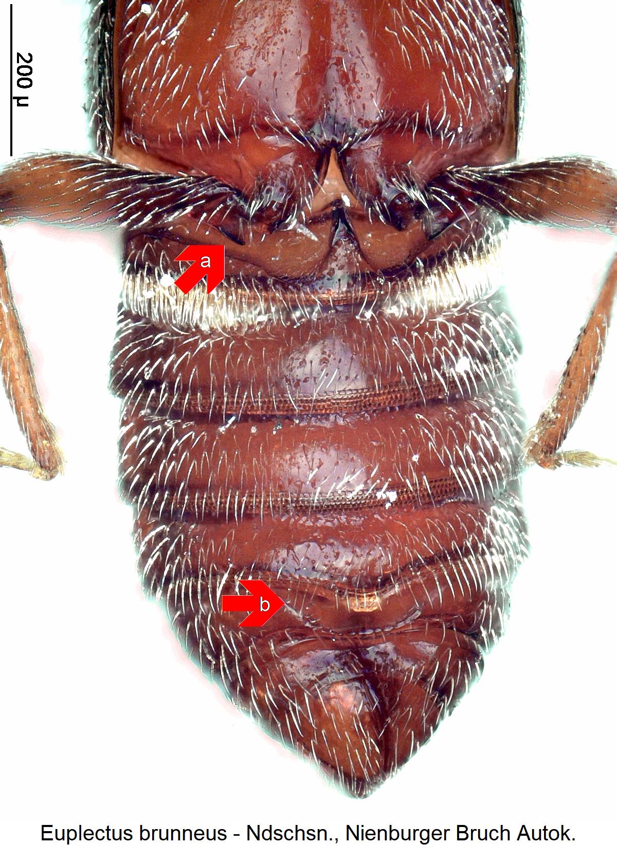 euplectus_brunneus_us.jpg