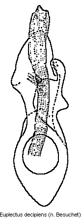 euplectus_decipiens.gif