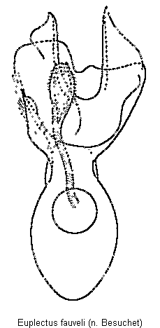 euplectus_fauveli.gif
