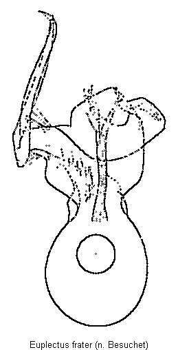 euplectus_frater.gif