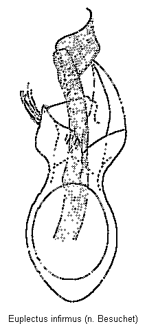 euplectus_infirmus.gif