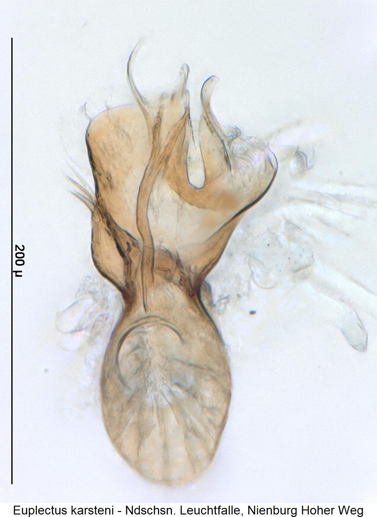 euplectus_karsteni4.jpg