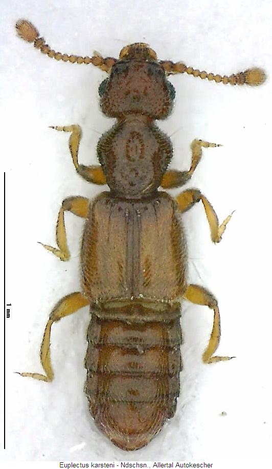 euplectus_karsteni_hab.jpg