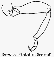 euplectus_mb.gif
