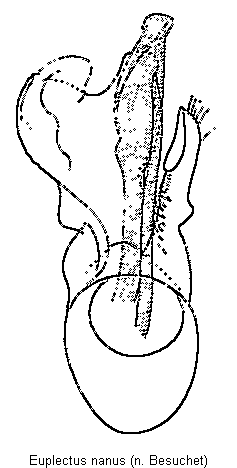 euplectus_nanus.gif