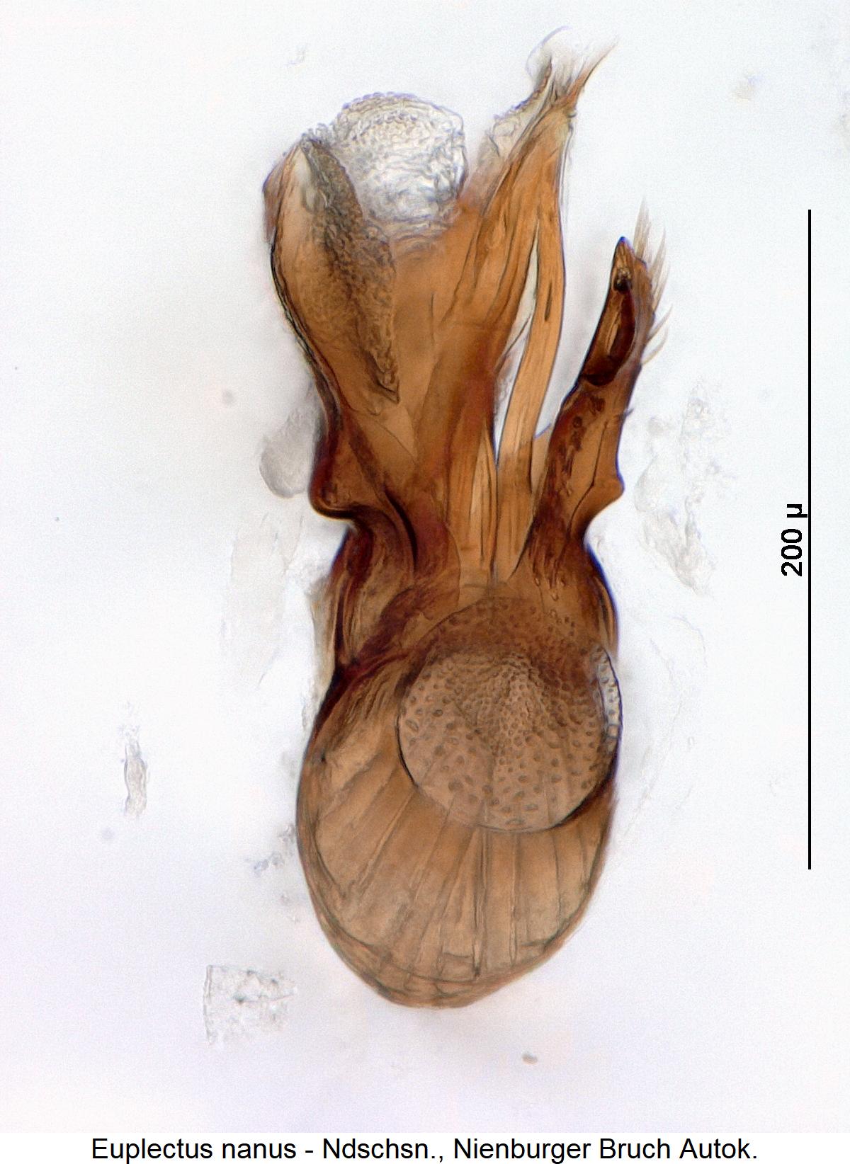 euplectus_nanus1.jpg