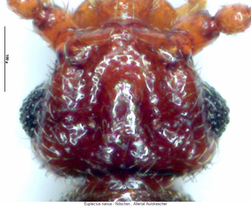 euplectus_nanus_k.jpg