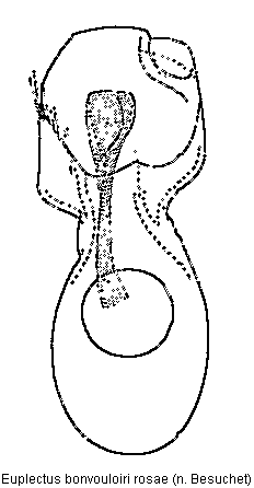 euplectus_rosae.gif