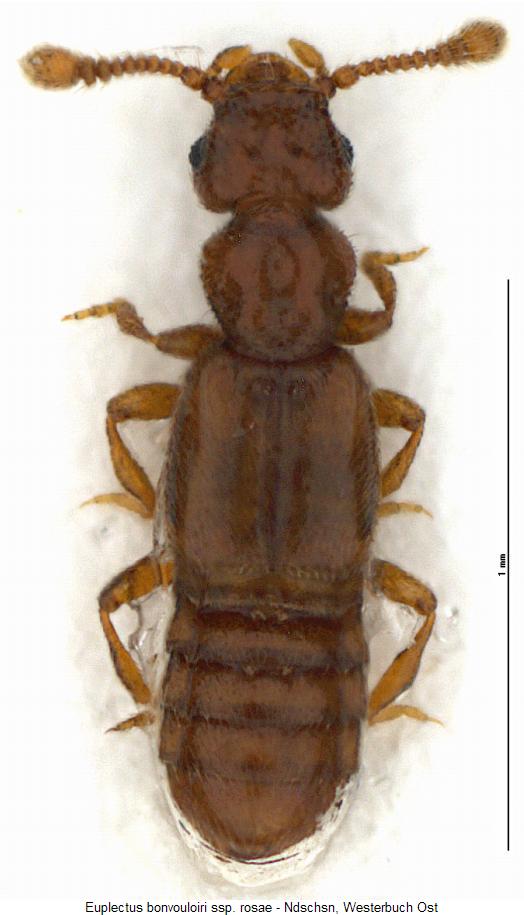 euplectus_rosae_hab.jpg