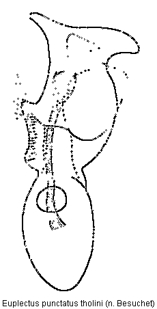 euplectus_tholini.gif