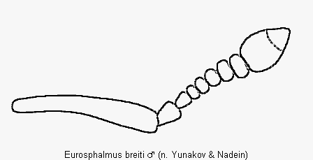 eurosphalmus_breiti_f.gif