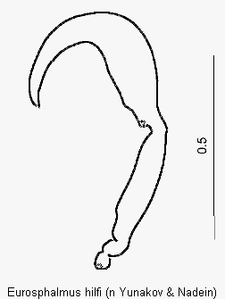 eurosphalmus_hilfi_sperm.gif