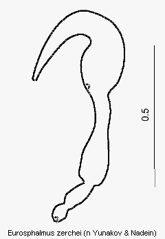 eurosphalmus_zerchei_sperm.gif