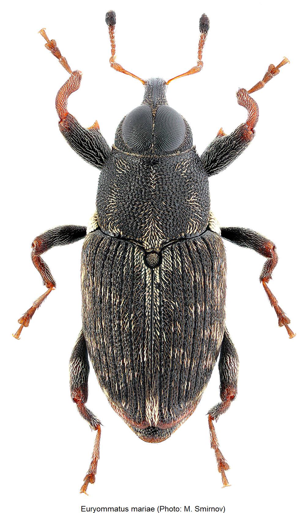 euryommatus_mariae_hab.jpg