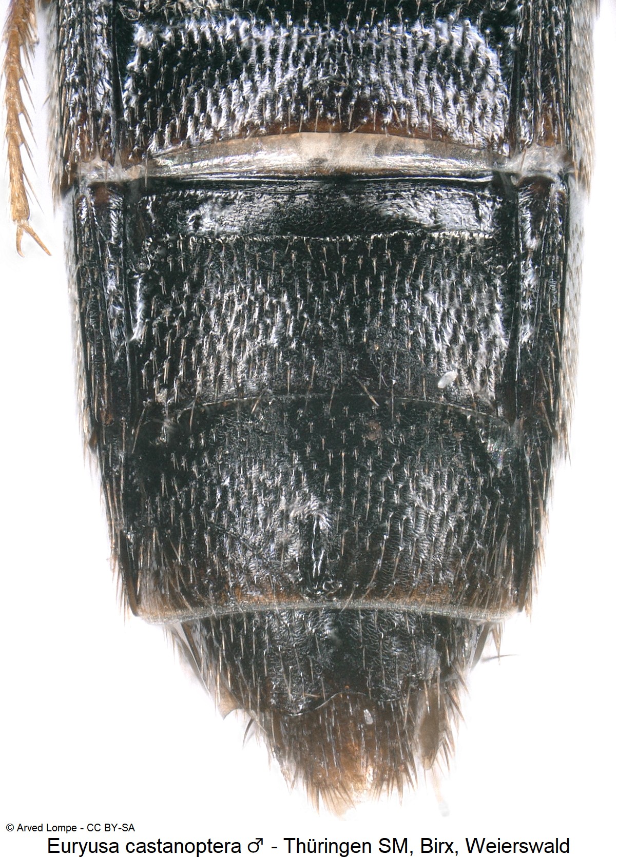 euryusa_castanoptera_m_ck32233999_hlb.jpg