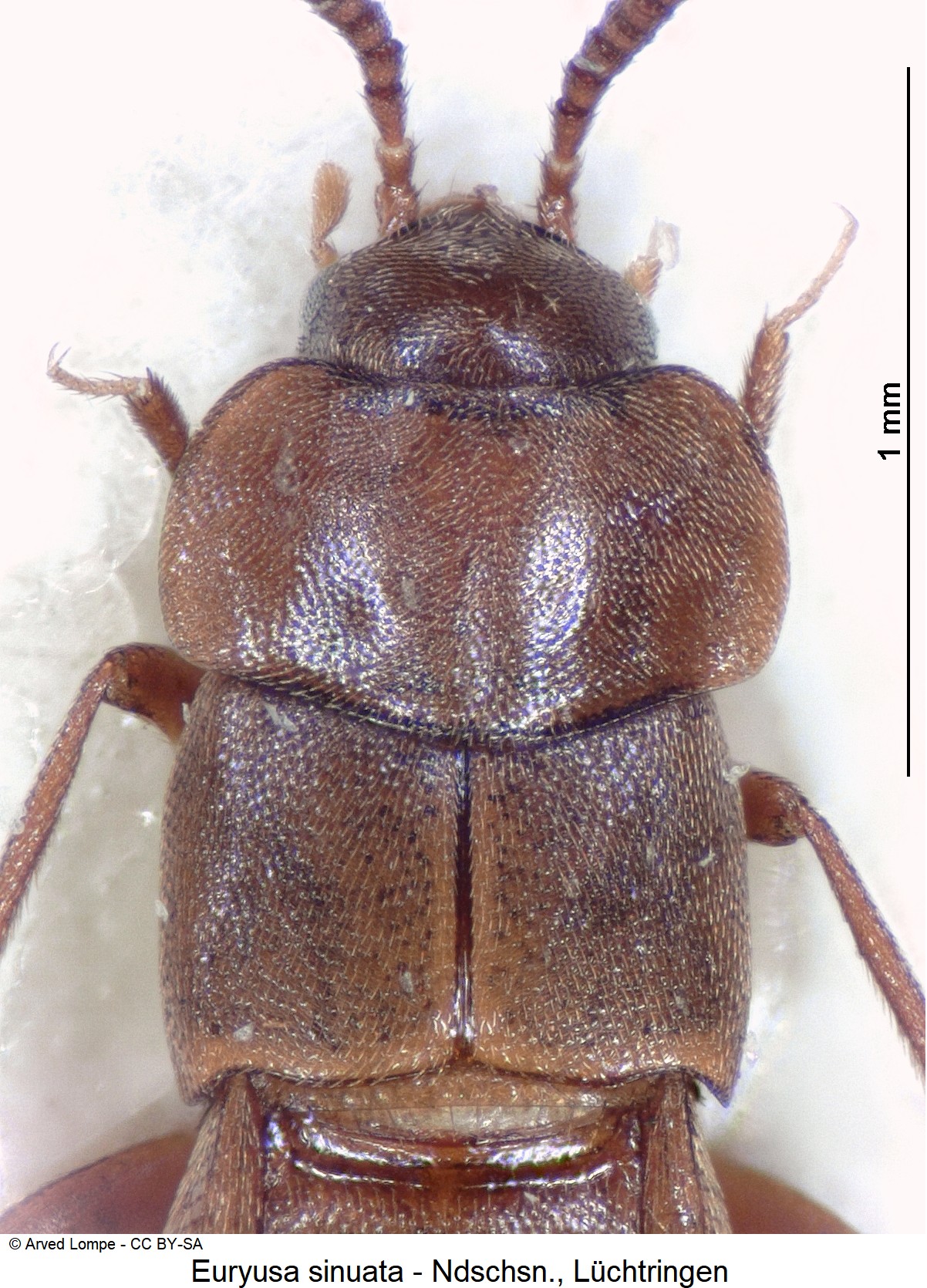 euryusa_sinuata_ck5653_vk.jpg