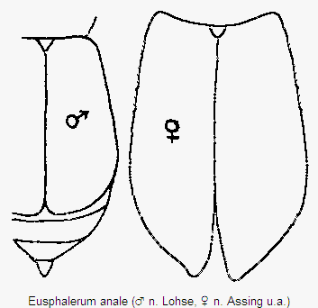 eusphalerum_anale_fld.gif