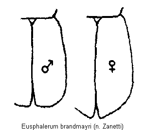 eusphalerum_brandmayri_fld.gif