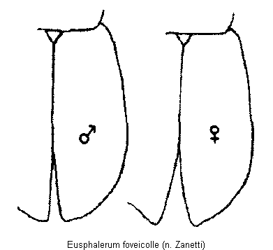 eusphalerum_foveicolle_fld.gif