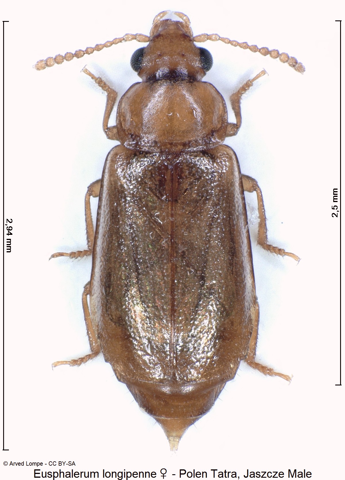 eusphalerum_longipenne_w_ck33187585_hab.jpg