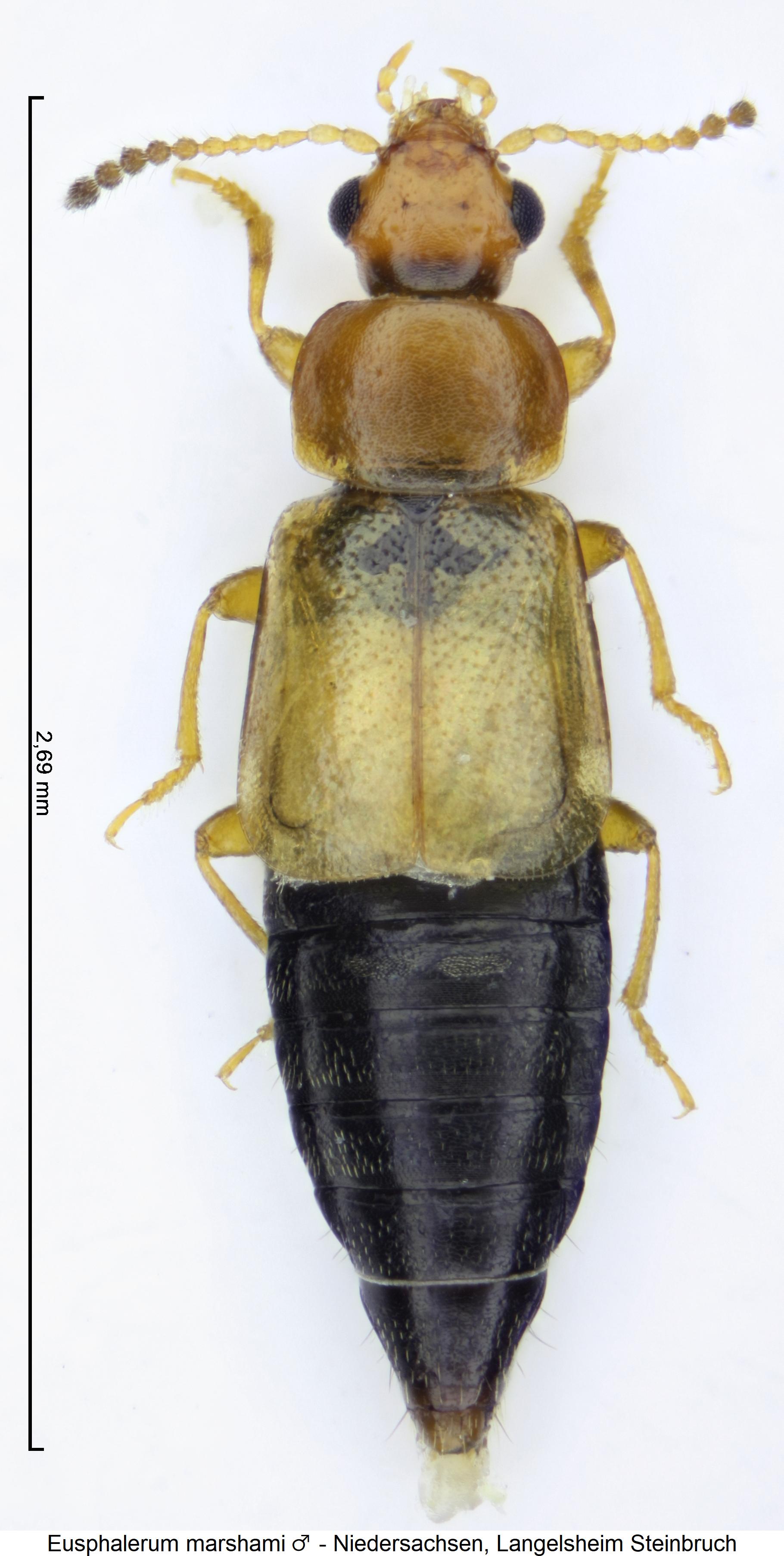 eusphalerum_marshami_m_hab.jpg