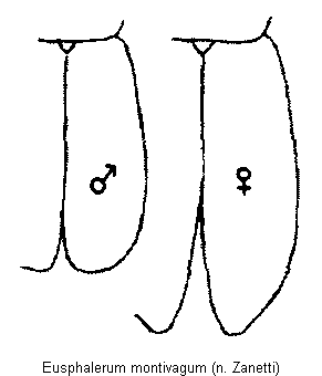 eusphalerum_montivagum_fld.gif