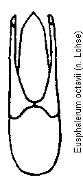 eusphalerum_octavii.gif