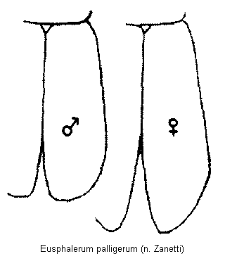 eusphalerum_palligerum_fld.gif