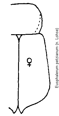 eusphalerum_petzianum_fld.gif