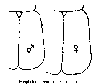 eusphalerum_primulae_fld.gif