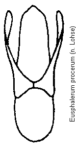 eusphalerum_procerum.gif