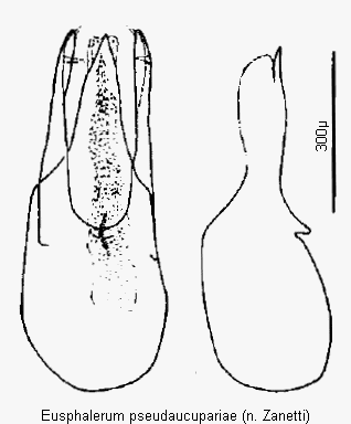 eusphalerum_pseudaucupariae.gif