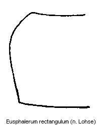 eusphalerum_rectangulum_hsch.gif