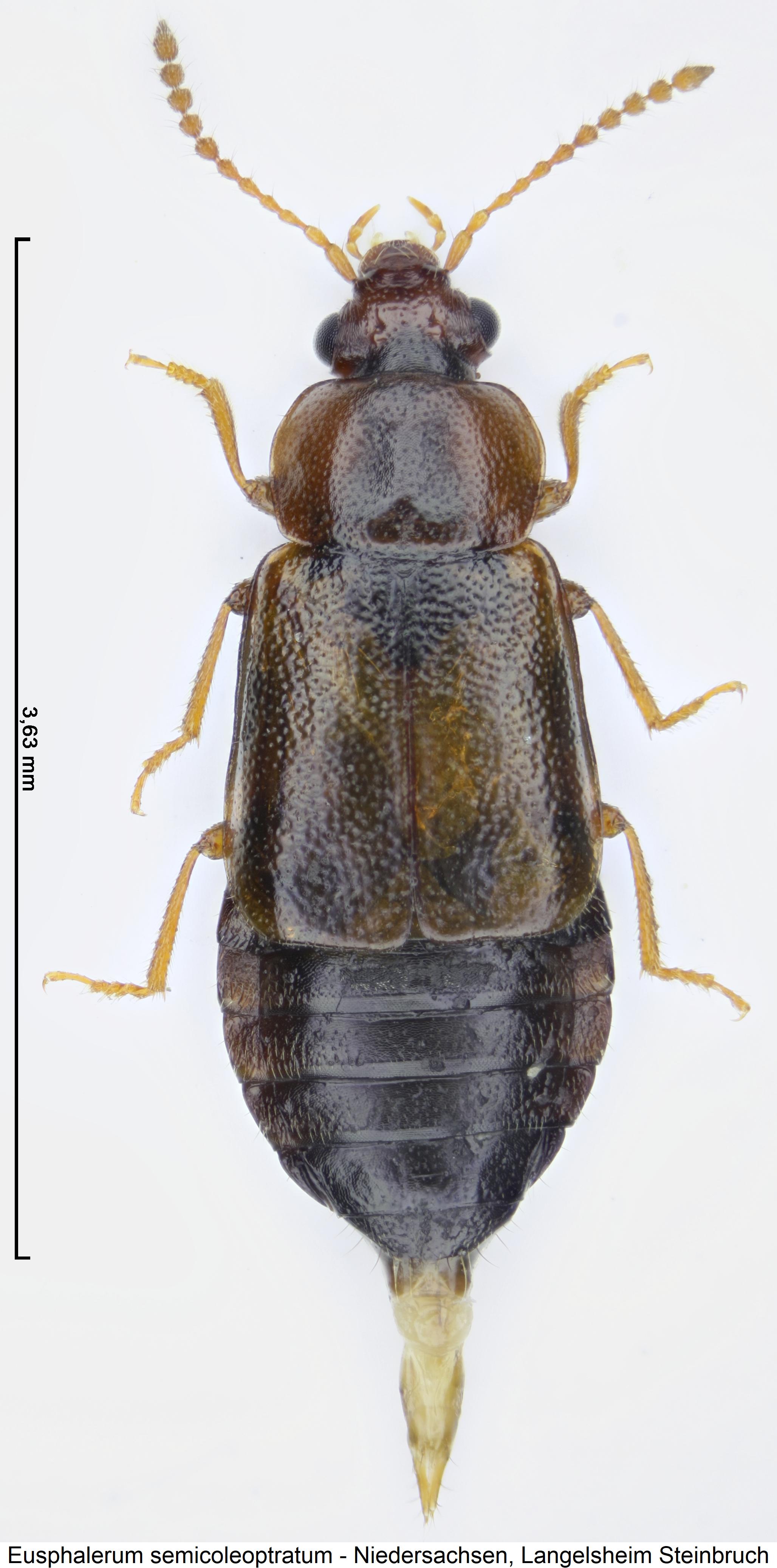 eusphalerum_semicoleoptratum_hab.jpg