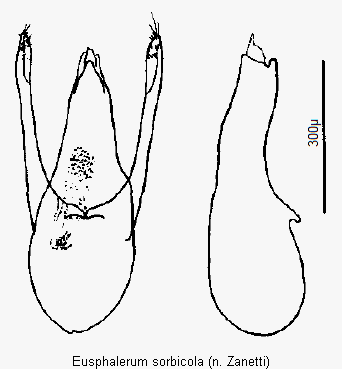 eusphalerum_sorbicola.gif