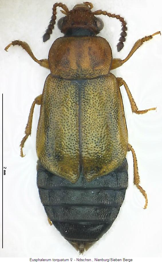 eusphalerum_torquatum_hab.jpg