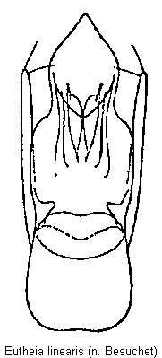 eutheia_linearis.gif