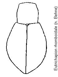eutrichapion_rhomboidale_hab.gif