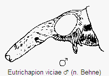eutrichapion_viciae_k.gif