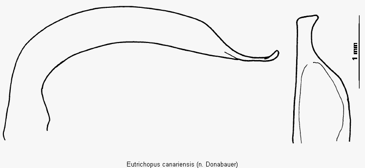eutrichopus_canariensis.gif