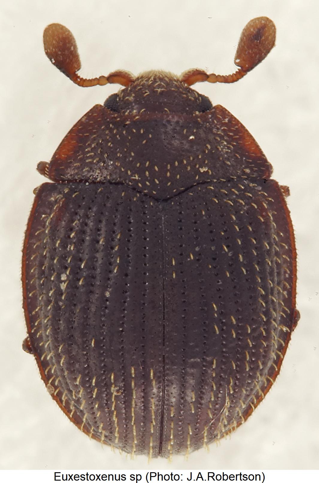 euxestoxenus_sp_hab.jpg