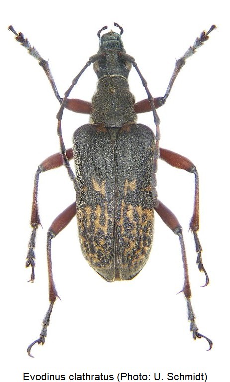 evodinus_clathratus_hab.jpg