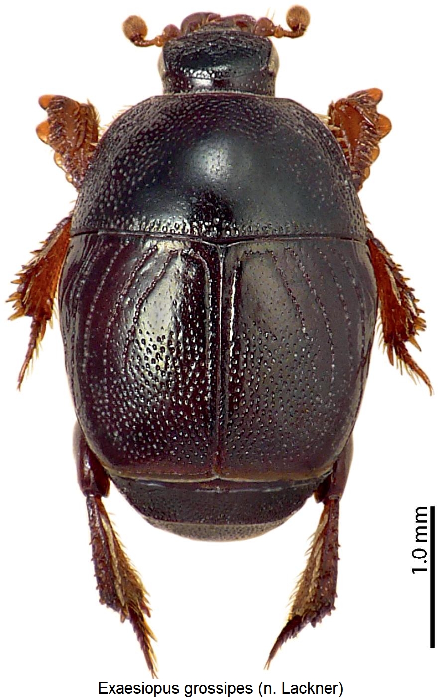 exaesiopus_grossipes_hab.jpg
