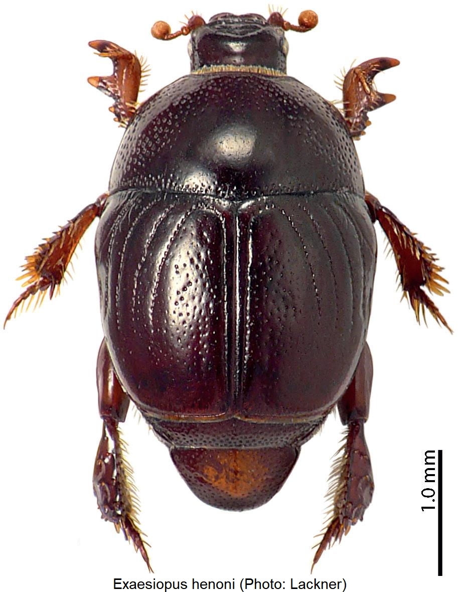 exaesiopus_henoni_hab.jpg
