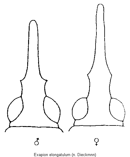 exapion_elongatulum_k.gif