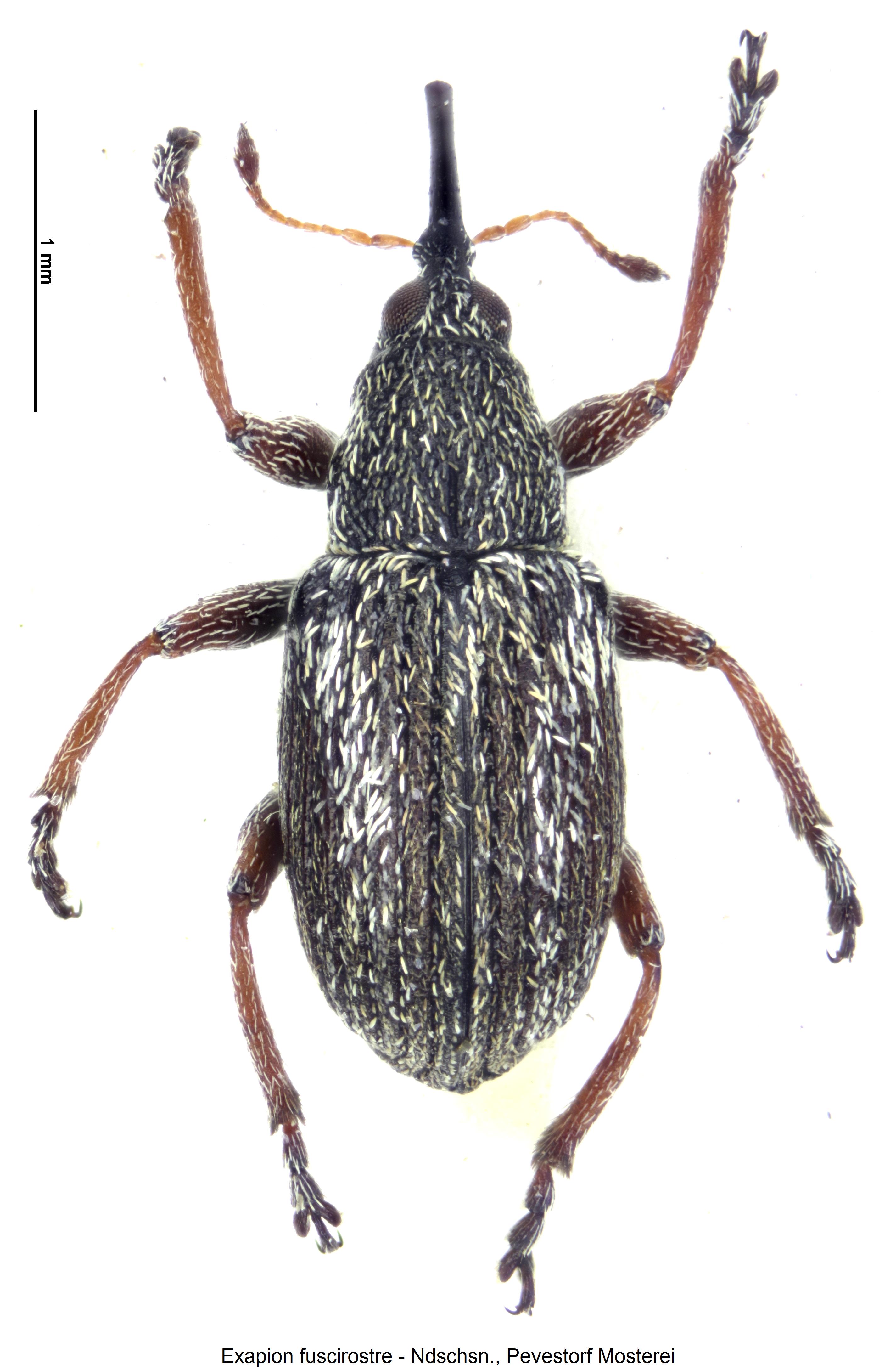 exapion_fuscirostre_hab.jpg