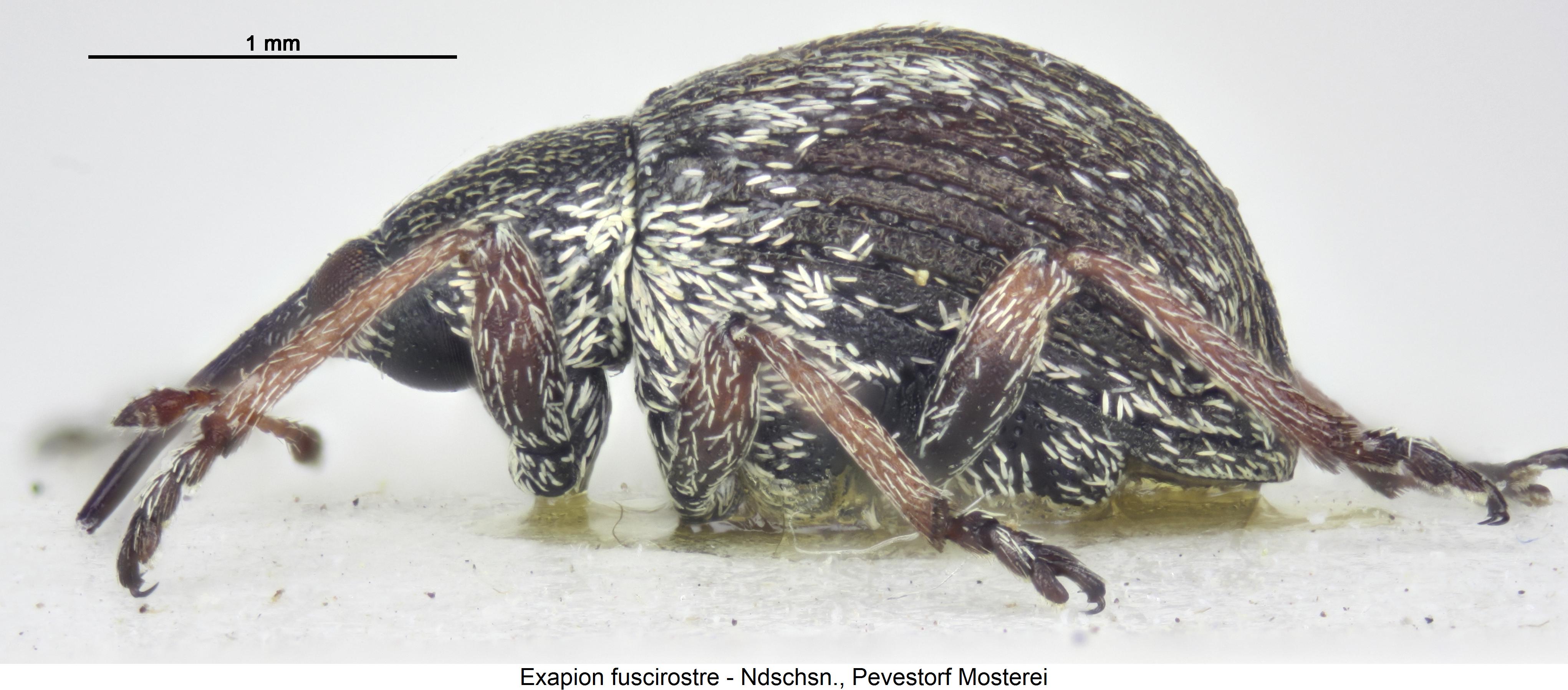 exapion_fuscirostre_sa.jpg